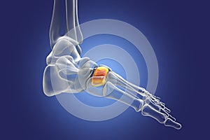 Intermediate cuneiform bone of the foot, 3D illustration