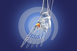 Intermediate cuneiform bone of the foot, 3D illustration