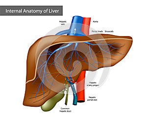 Internal Anatomy of Liver. Medical Illustration