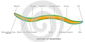 Internal anatomy of a nematode