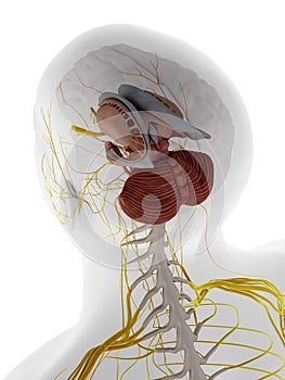 The internal brain anatomy