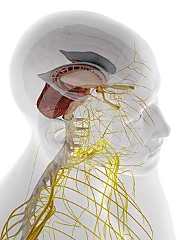 the internal brain anatomy