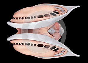 The internal brain anatomy