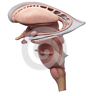The internal brain anatomy