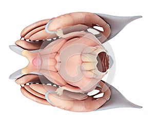 The internal brain anatomy
