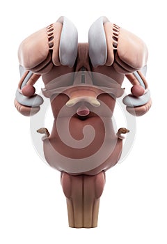 The internal brain anatomy