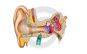 Internal ear