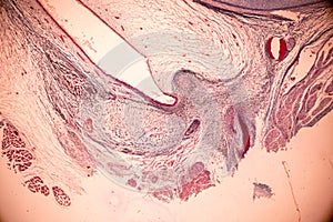Internal ear, Foetal under the microscope in Lab.