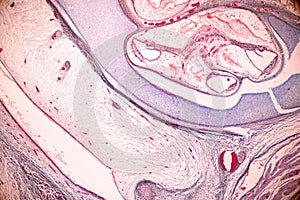 Internal ear, Foetal under the microscope in Lab.