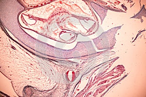 Internal ear, Foetal under the microscope in Lab.