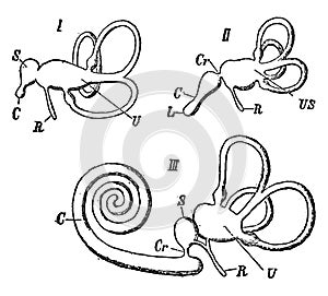 Internal Ear of Vertebrates, vintage illustration