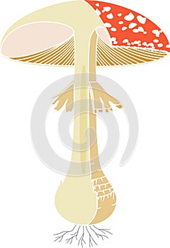 Internal and external structure of fruiting body of fly agaric Amanita muscaria mushroom isolated on white