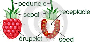Internal and external structure of raspberry aggregate fruit