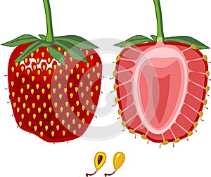 Internal and external structure of strawberry aggregate fruit