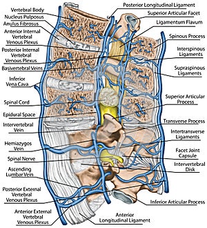 BOARD Median section of lumbar spine, systemic veins and the portal system photo