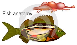 Internal Fish Anatomy and Brain Structure. Scientific Fish Anatomy Illustration