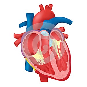 Internal Heart