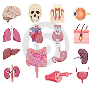 Internal human anatomy organ icon set. Vector illustrations