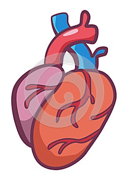Internal human body organ - heart, info poster. Medical anatomy infographic element. Medicine concept, healthcare