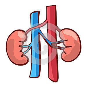 Internal human body organ - kidneys, info poster. Medical anatomy infographic element. Medicine concept, healthcare