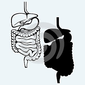 Internal human digestive system