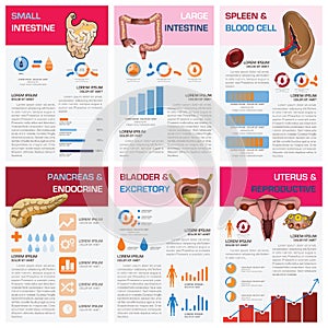 Internal Human Organ Health And Medical Chart Diagram Infographic
