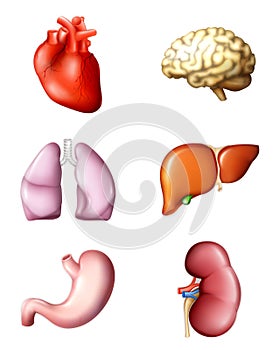 Internal human organs