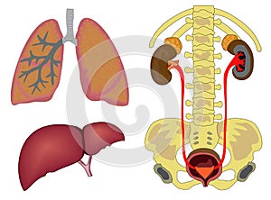 Internal human organs