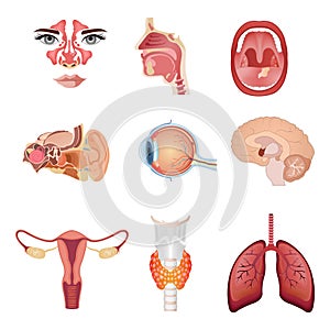 Internal human organs. Anatomical parts of the human body, brain, stomach, nose,