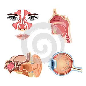 Internal human organs. Anatomical parts of the human body, brain, stomach, nose, ear.