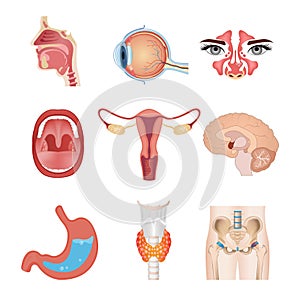 Internal human organs. Anatomical parts of the human body, brain, stomach, nose, ear.