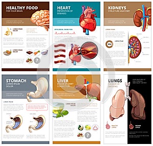 Internal human organs chart diagram infographic. Vector brochure template