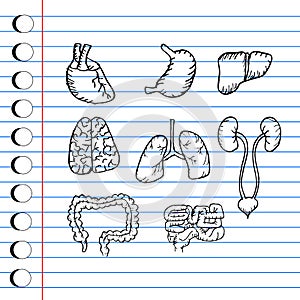 Internal human organs hand drawn icons set