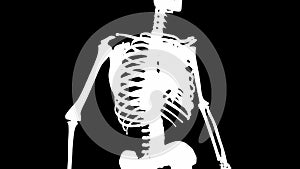 Internal intercostal muscles on skeleton