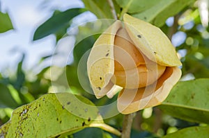 Internal Of Mountain Soursop Blossom