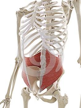 The internal oblique abdominal muscle