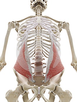 the internal oblique abdominal muscle