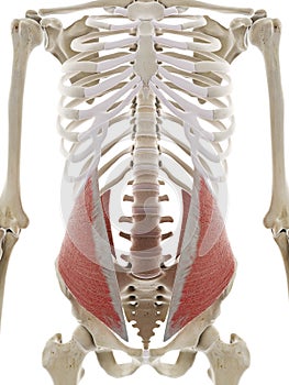 The internal oblique abdominal muscle photo