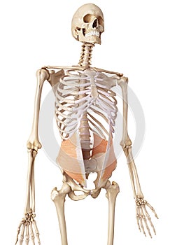 The internal oblique