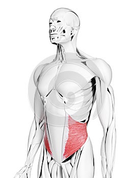 The internal oblique muscle