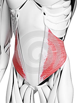 the internal oblique muscle