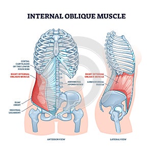 Internal oblique muscle with ribcage muscular system anatomy outline diagram photo