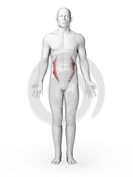 Internal oblique muscles