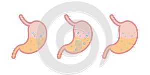 Internal organ digestive tract human system, Vector illustration