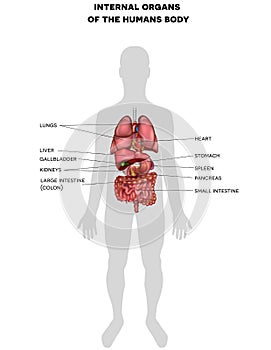 Internal organs