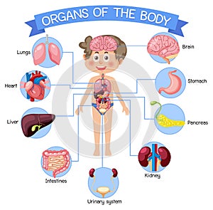 Internal organs of the body for kids