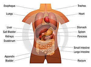 Internal Organs Chart Names 3d Human Anatomy