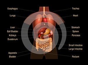 Internal Organs Human Anatomy Chart Names 3D