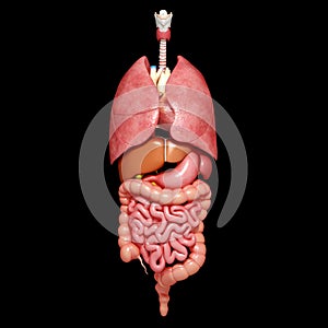 Internal organs of Human body