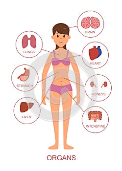 Internal organs of the human body. Anatomy of the female body